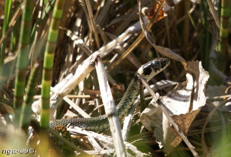 [Bild: Snok (Natrix natrix)]