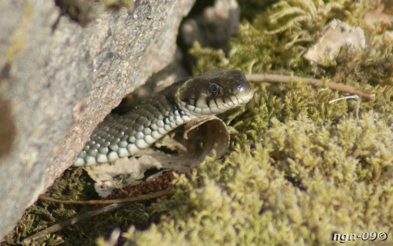 [Bild: Snok (Natrix natrix)]