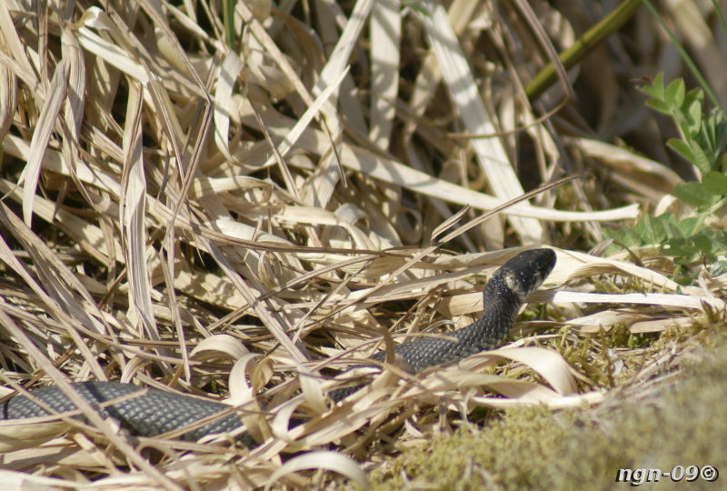 [Bild: Snok (Natrix natrix)]