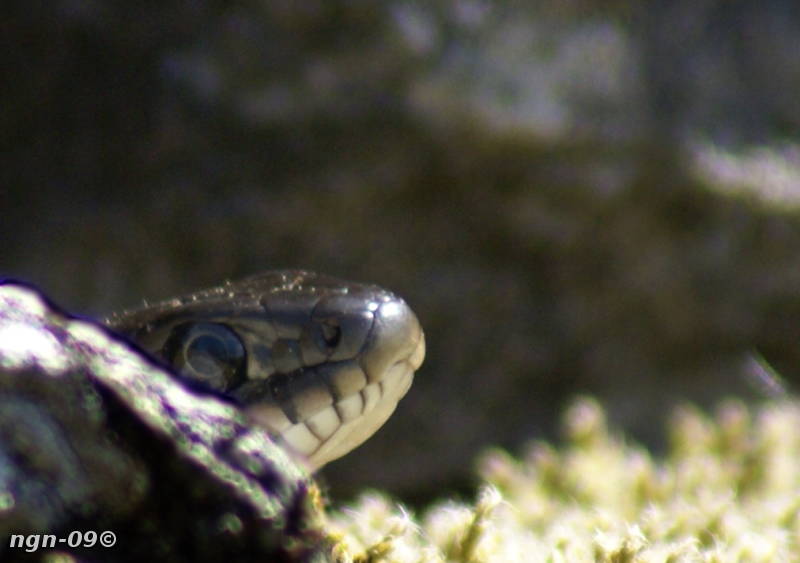 [Bild: Snok (Natrix natrix)]