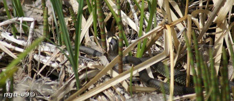 [Bild: Snok (Natrix natrix)]