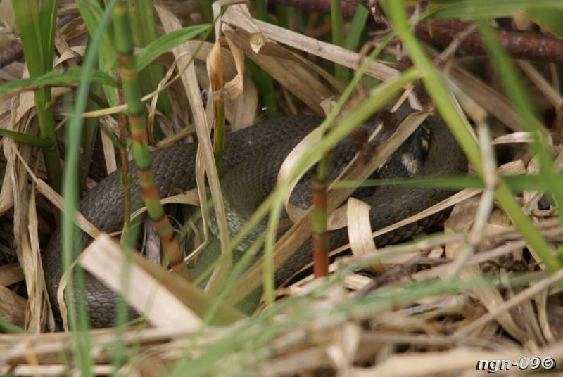 [Bild: Snok (Natrix natrix)]