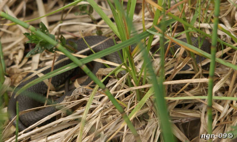 [Bild: Snok (Natrix natrix)]