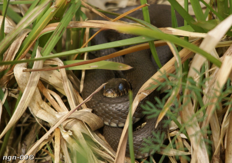 [Bild: Snok (Natrix natrix)]