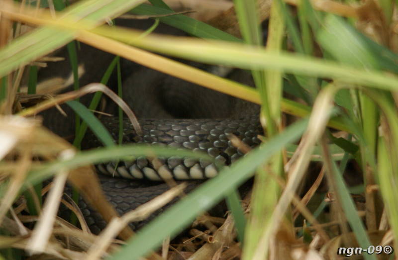 [Bild: Snok (Natrix natrix)]