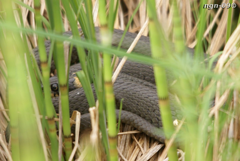 [Bild: Snok (Natrix natrix)]