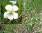 [Bild: Åkerviol (Viola arvensis)]