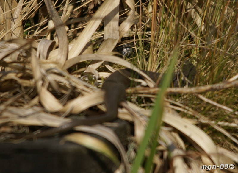 [Bild: Snok (Natrix natrix)]