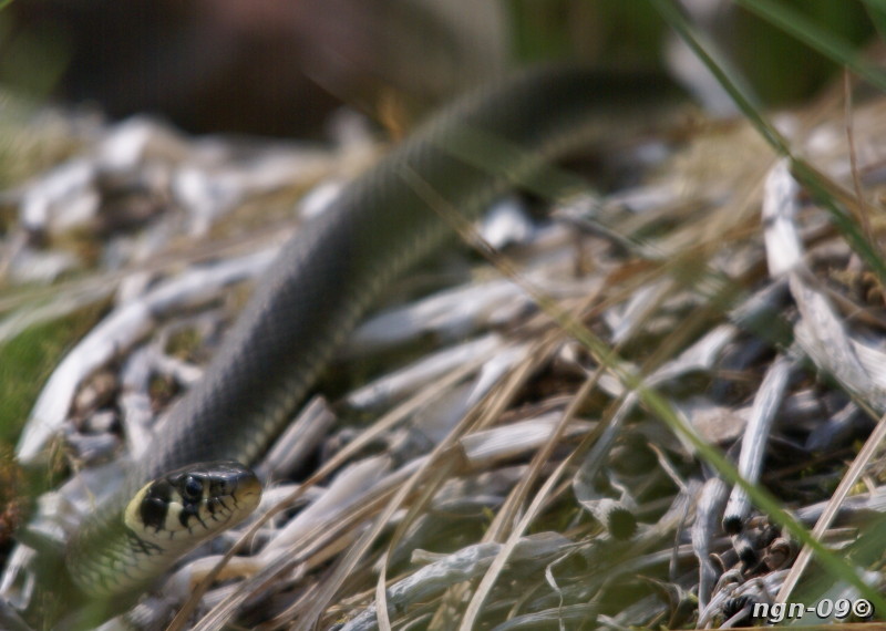 [Bild: Snok (Natrix natrix)]