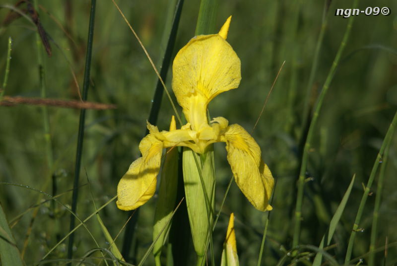 [Bild: Svärdslilja (Iris pseudacorus)]