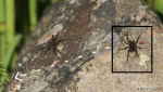 [Bild: Ängsvargsspindel (Pardosa amentata) eller i vart fall Vargspindel (Lycosidae) och någon slags röd lite skalbaggeliknande sak]