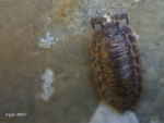 [Bild: Murgråsugga (Oniscus asellus)]