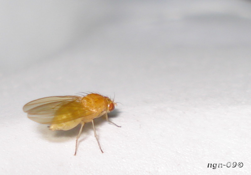 [Bild: Gul Fruktfluga (Drosophila immigrans Drosophila)]