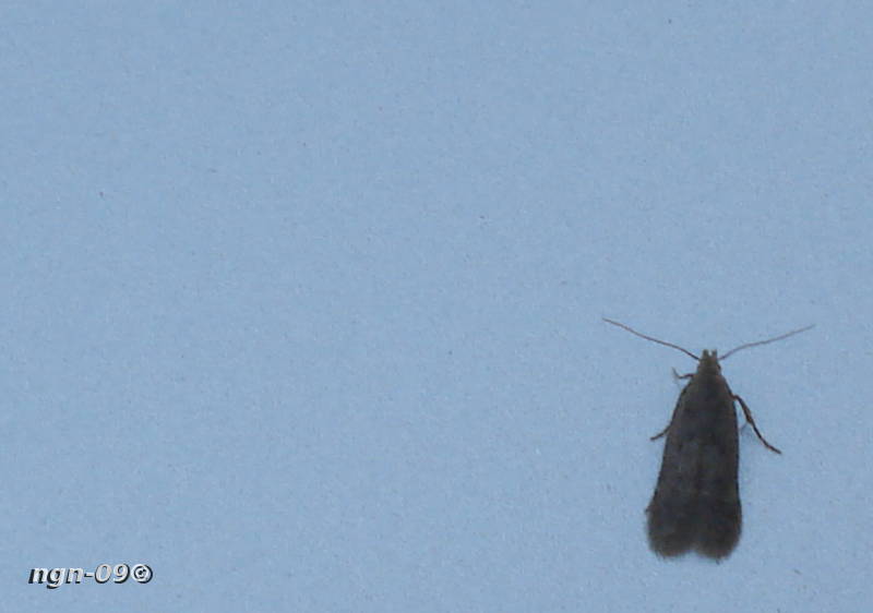 [Bild: Nattfly (Noctuidae). (Oligia latruncula)?]