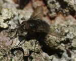 [Bild: Spyfluga (Pollenia vagabunda Calliphoridae)]