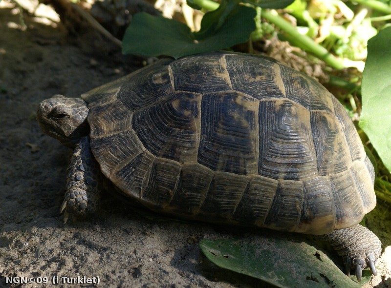 [Bild: Turkisk landsköldpadda (Testudo graeca ibera)]