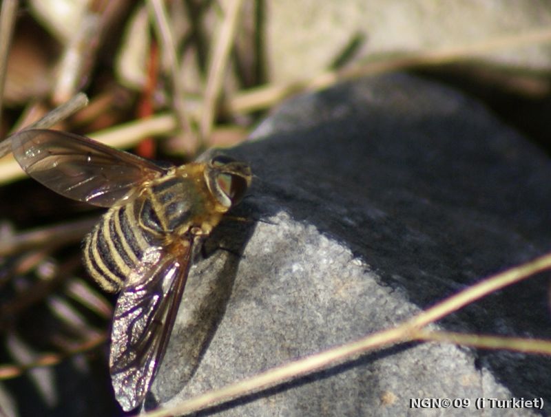 [Bild: Fluga i Turkiet]