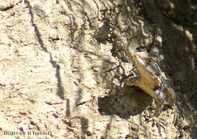 [Bild: Ödla i Turkiet]