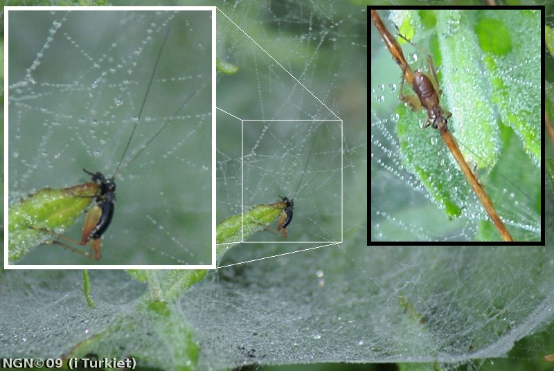 [Bild: Insekt  i Turkiet]