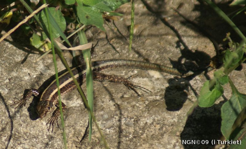 [Bild: Ödla  i Turkiet]