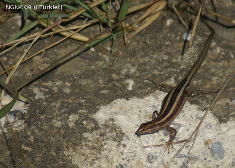 [Bild: Ödla  i Turkiet]