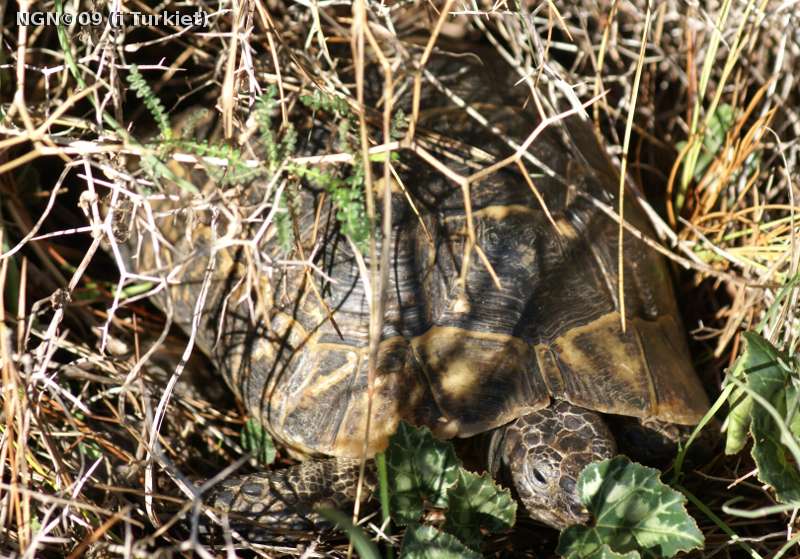 [Bild: Turkisk landsköldpadda (Testudo graeca ibera), i Turkiet]