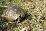 [Bild: Turkisk landsköldpadda (Testudo graeca ibera), i Turkiet]