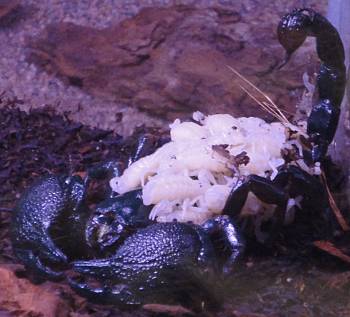 [Bild: Kejsarskorpion med ungar. Furuvik.]