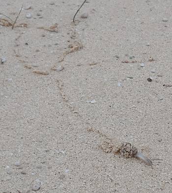 [Bild.: Snigel lämnar pyttekorvliknade spår,Corralejo Sandöken, Fuerteventura]