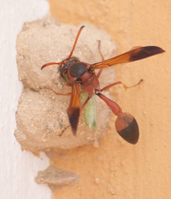 [Bild.: Stekelhona jobbar med att knôka in en grön larv i en kammare, Corralejo, Fuerteventura]