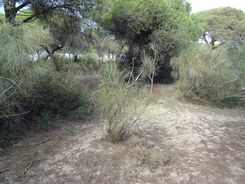 [Bild: De kameleonter jag hittat har jag funnit i denna typ av buske]