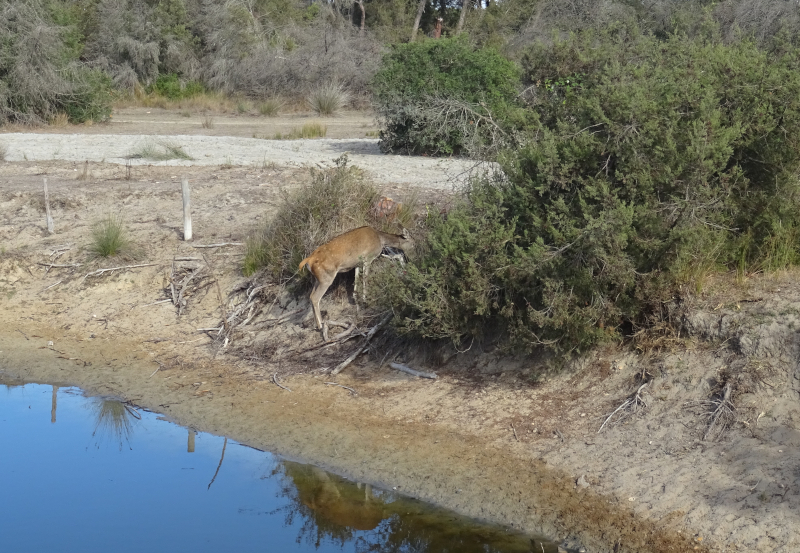 [Bild: Hjort i Naturreservatet Doñana]